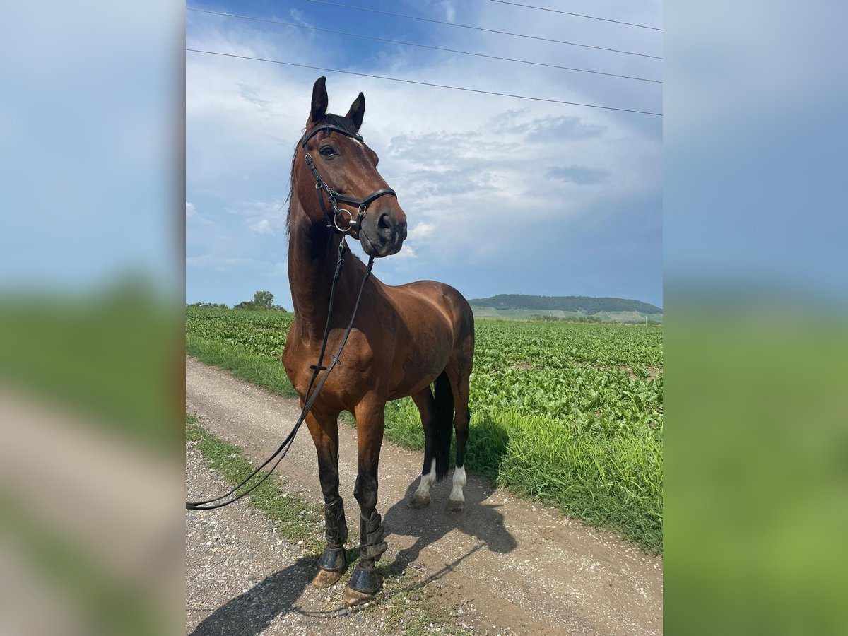 Oldenbourg Hongre 24 Ans 173 cm Bai in Würzburg