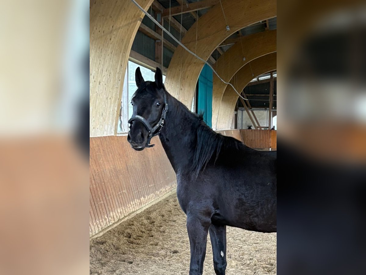 Oldenbourg Hongre 2 Ans 160 cm Noir in Schmilau