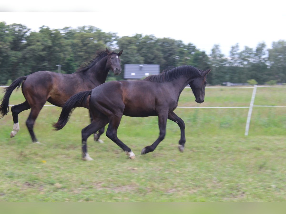 Oldenbourg Hongre 2 Ans 161 cm Noir in Miłogostowice