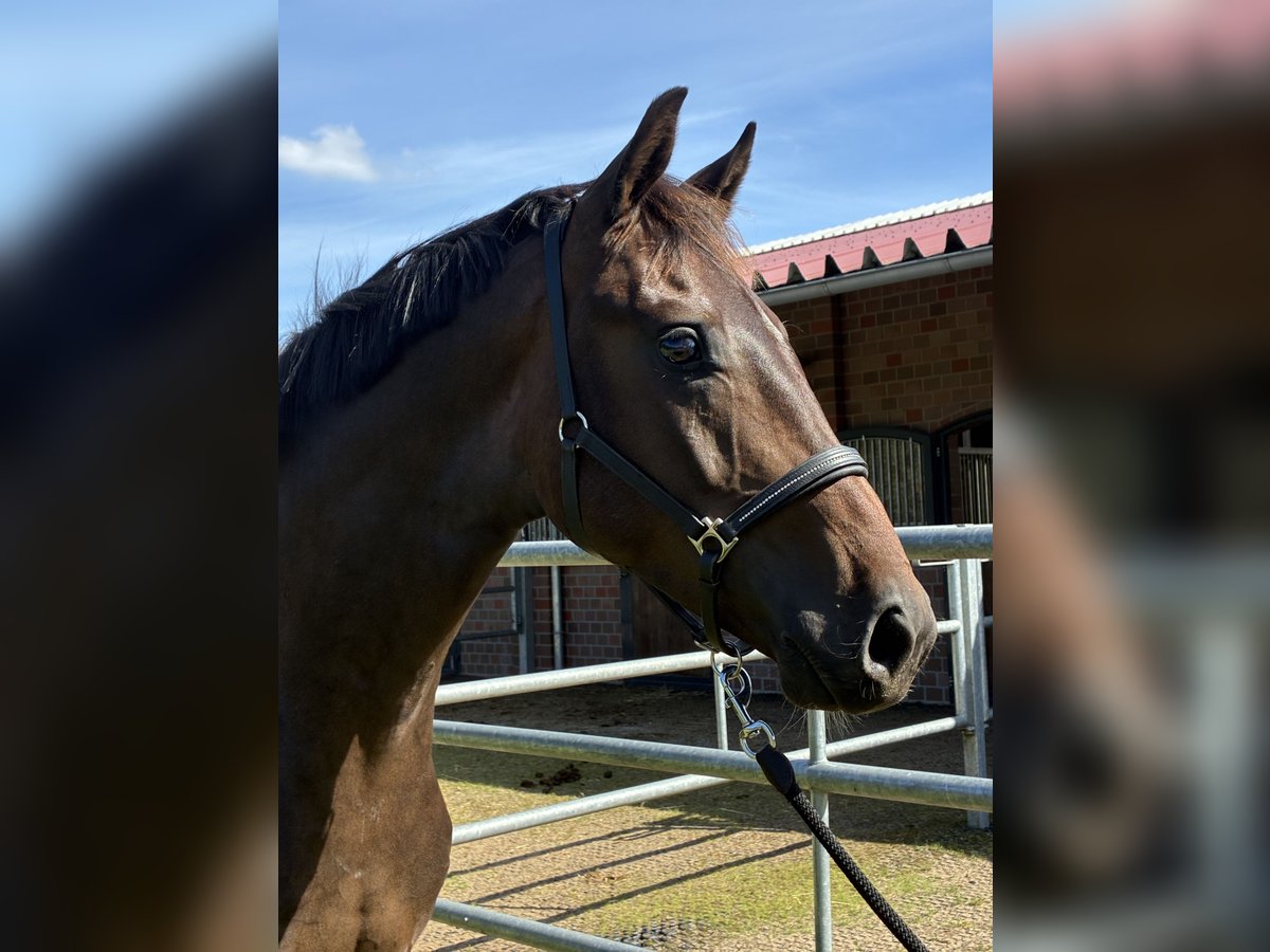 Oldenbourg Hongre 2 Ans 164 cm Bai brun in Blunk