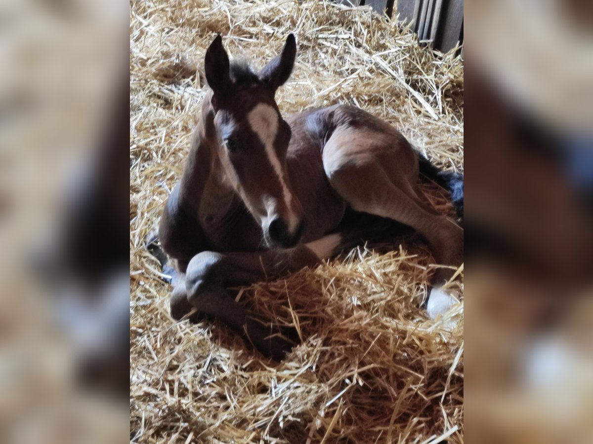 Oldenbourg Hongre 2 Ans 168 cm Bai brun in Garbsen