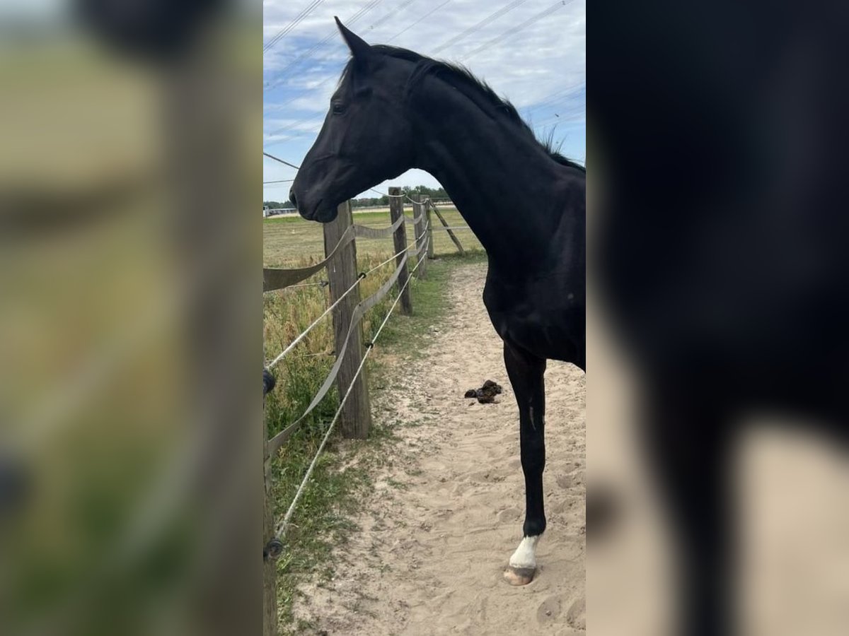 Oldenbourg Hongre 2 Ans 170 cm Bai brun foncé in Berlin