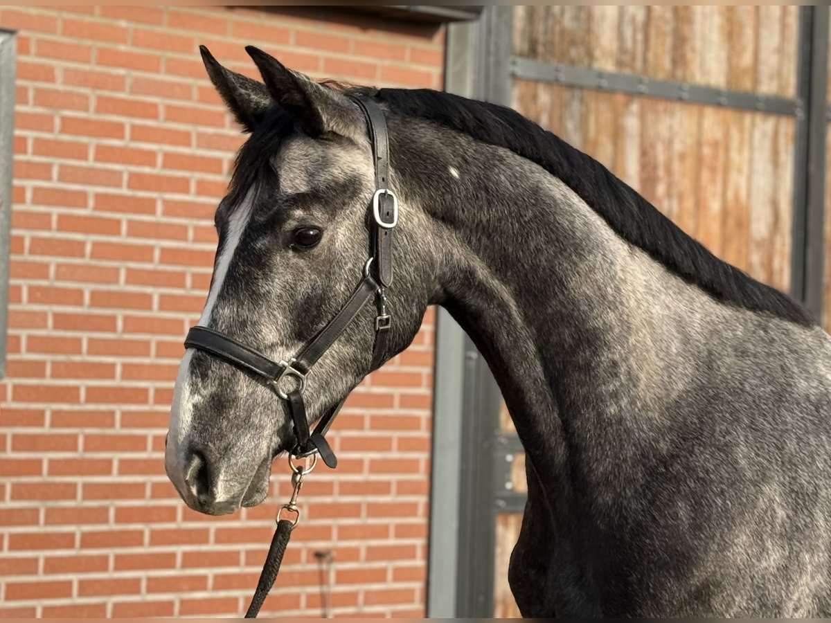 Oldenbourg Hongre 2 Ans 170 cm Gris in Zieuwent