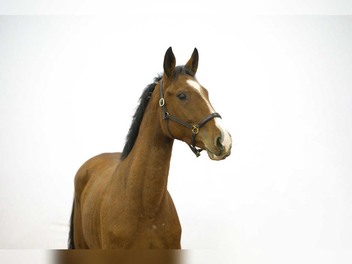 Oldenbourg Hongre 2 Ans 171 cm Bai in Waddinxveen