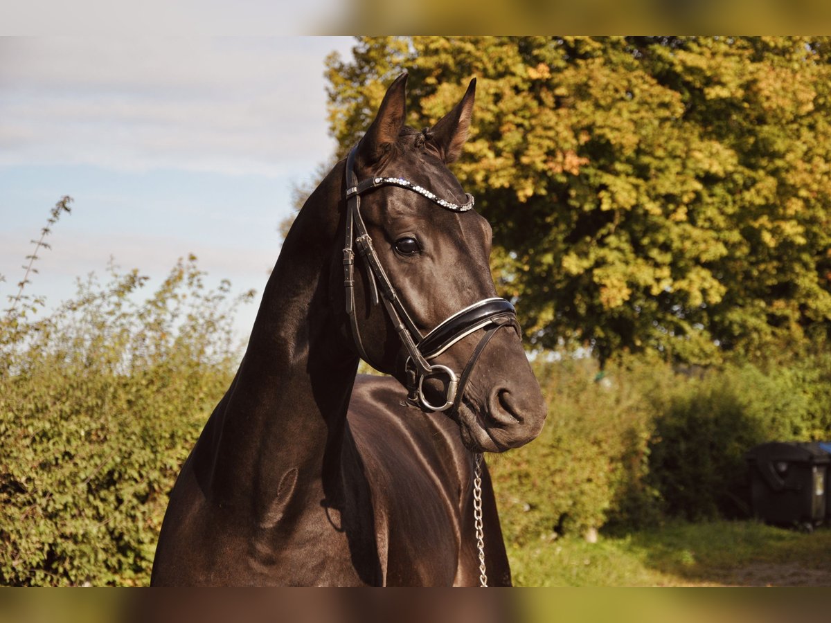 Oldenbourg Hongre 3 Ans 164 cm Bai brun foncé in Lindhorst