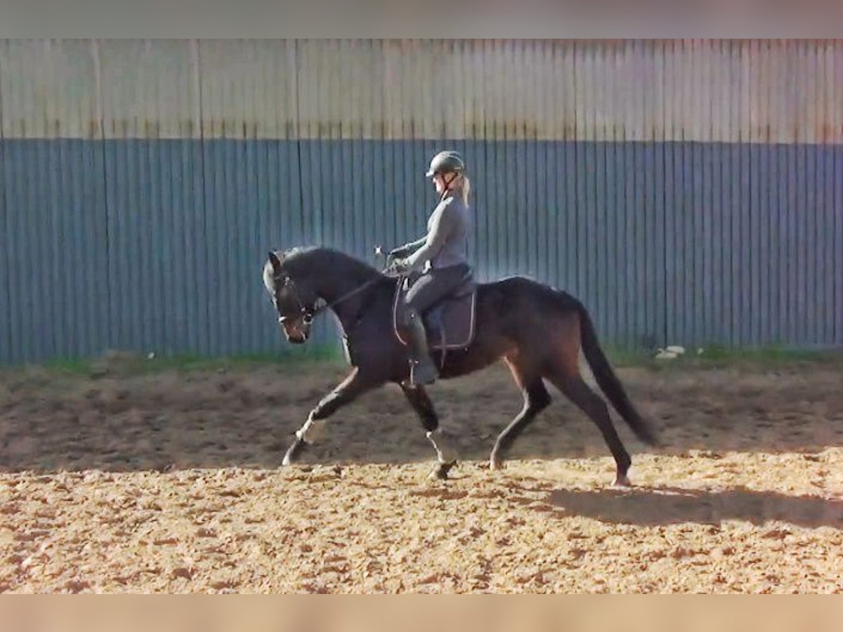 Oldenbourg Hongre 3 Ans 164 cm Bai in Havelaue