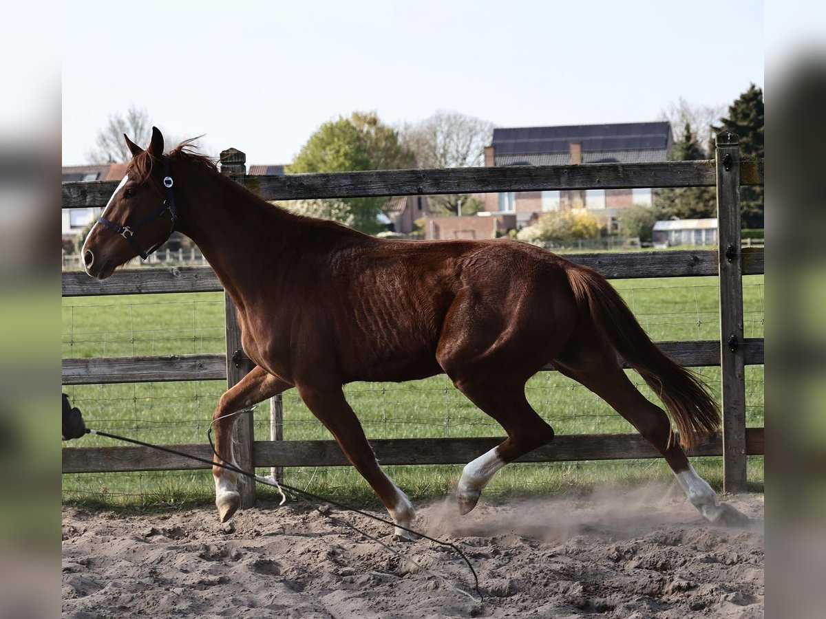 Oldenbourg Hongre 3 Ans 165 cm Alezan brûlé in Kalmthout