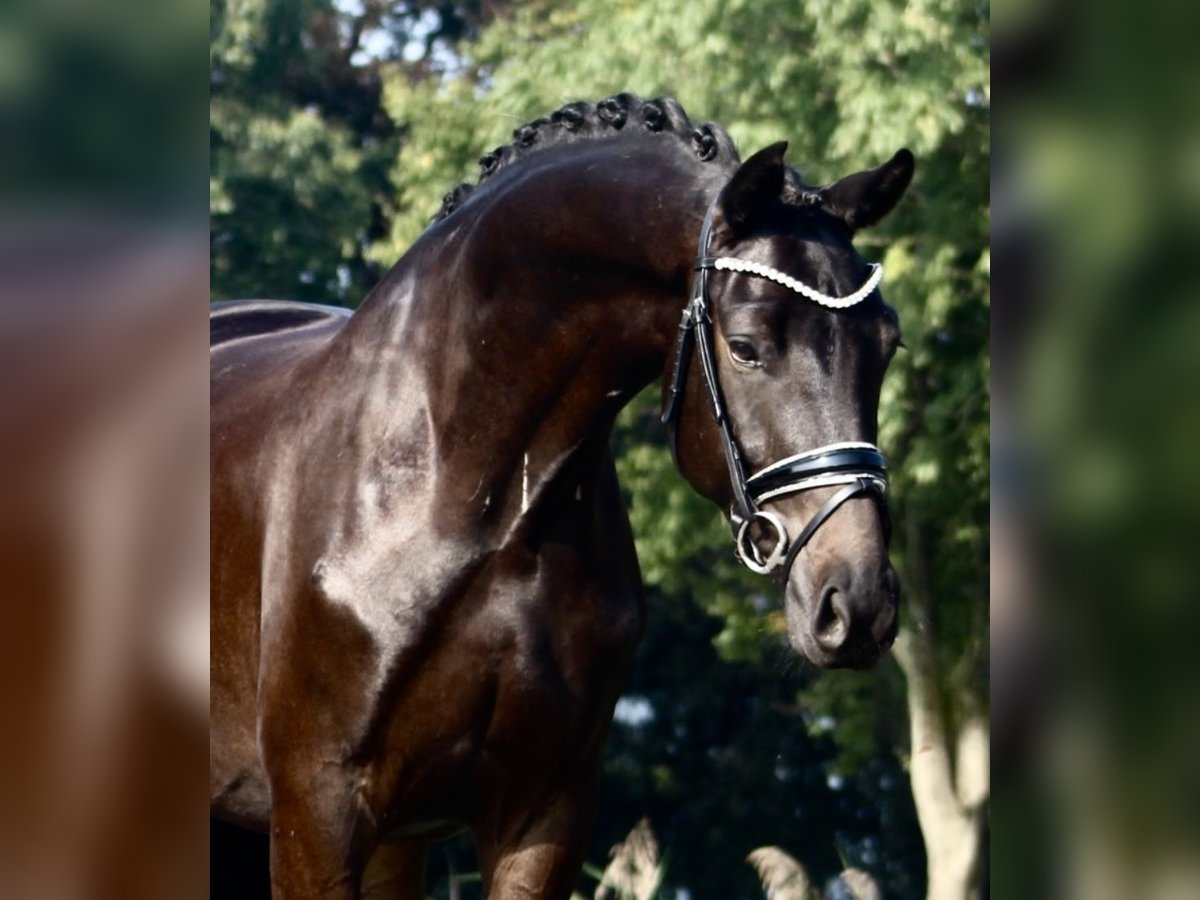 Oldenbourg Hongre 3 Ans 165 cm Bai brun foncé in Berne