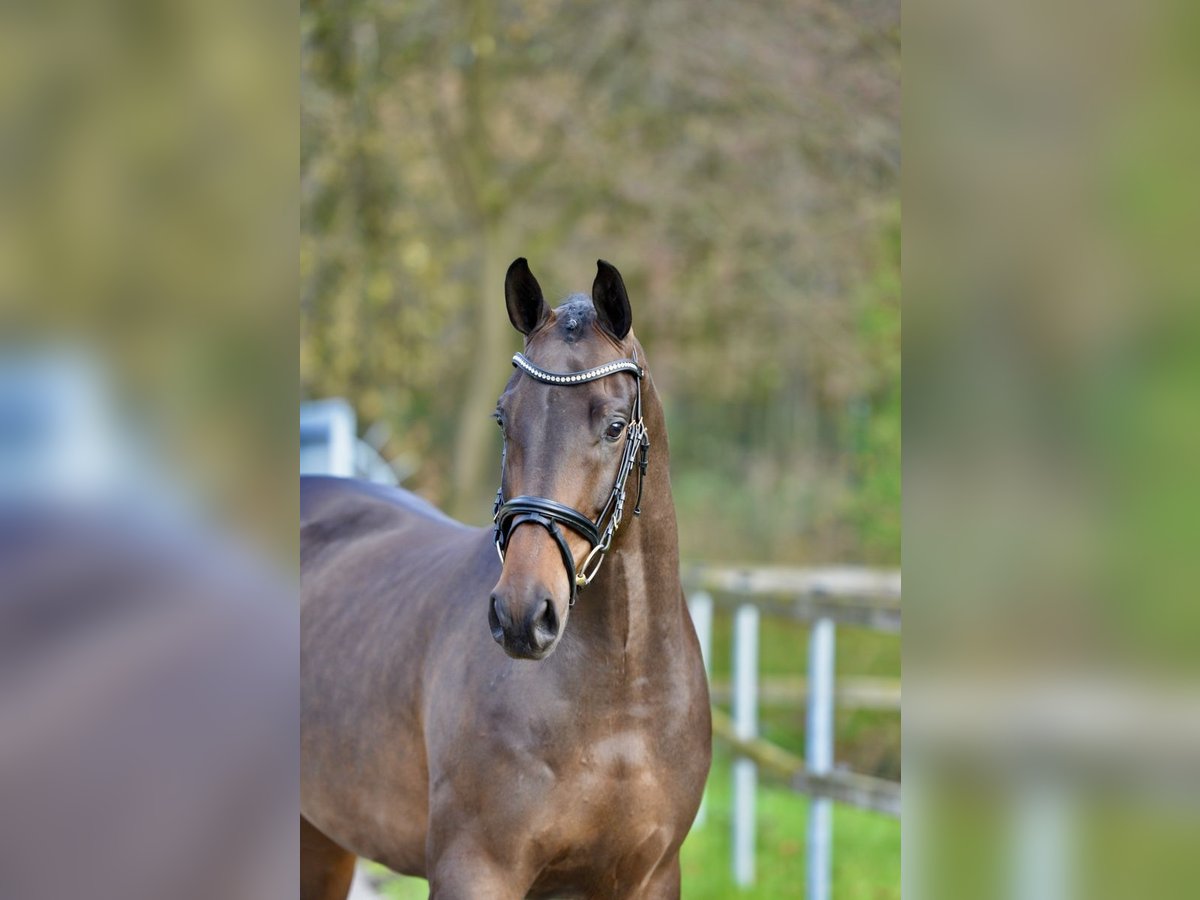 Oldenbourg Hongre 3 Ans 166 cm Bai in Vechta