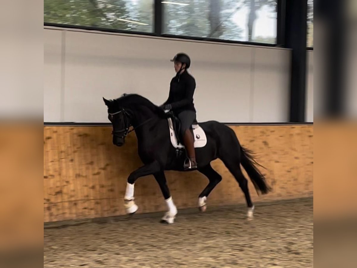 Oldenbourg Hongre 3 Ans 166 cm Noir in Fürstenau