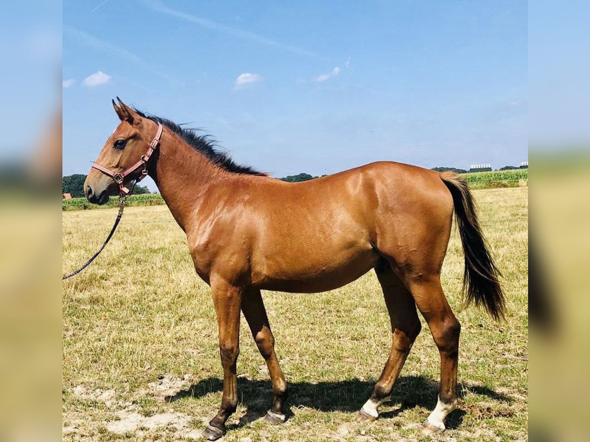 Oldenbourg Hongre 3 Ans 167 cm Bai clair in Münster