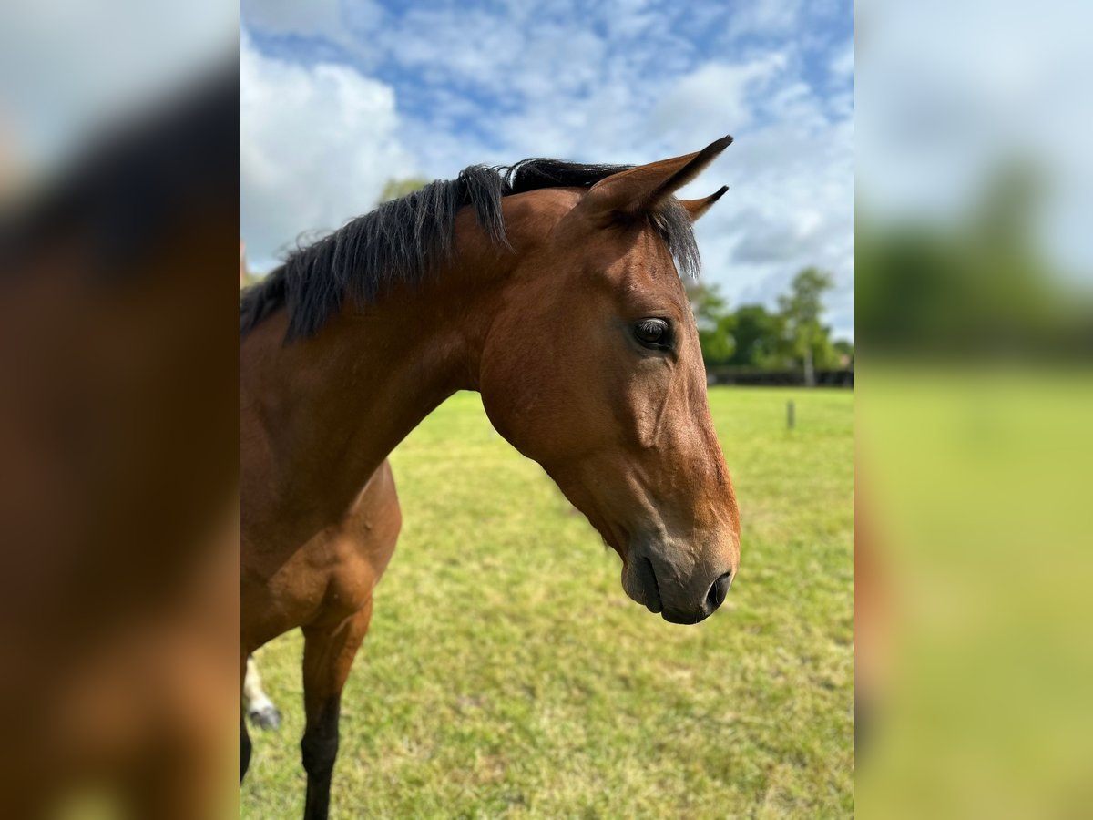 Oldenbourg Hongre 3 Ans 168 cm Bai in Gro&#xDF;efehn Bagband
