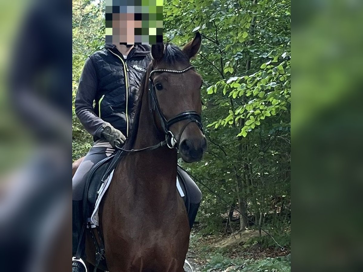 Oldenbourg Hongre 3 Ans 168 cm Bai in Großefehn Bagband Oldenbourg Hongre 3 Ans 168 cm Bai in Großefehn Bagband