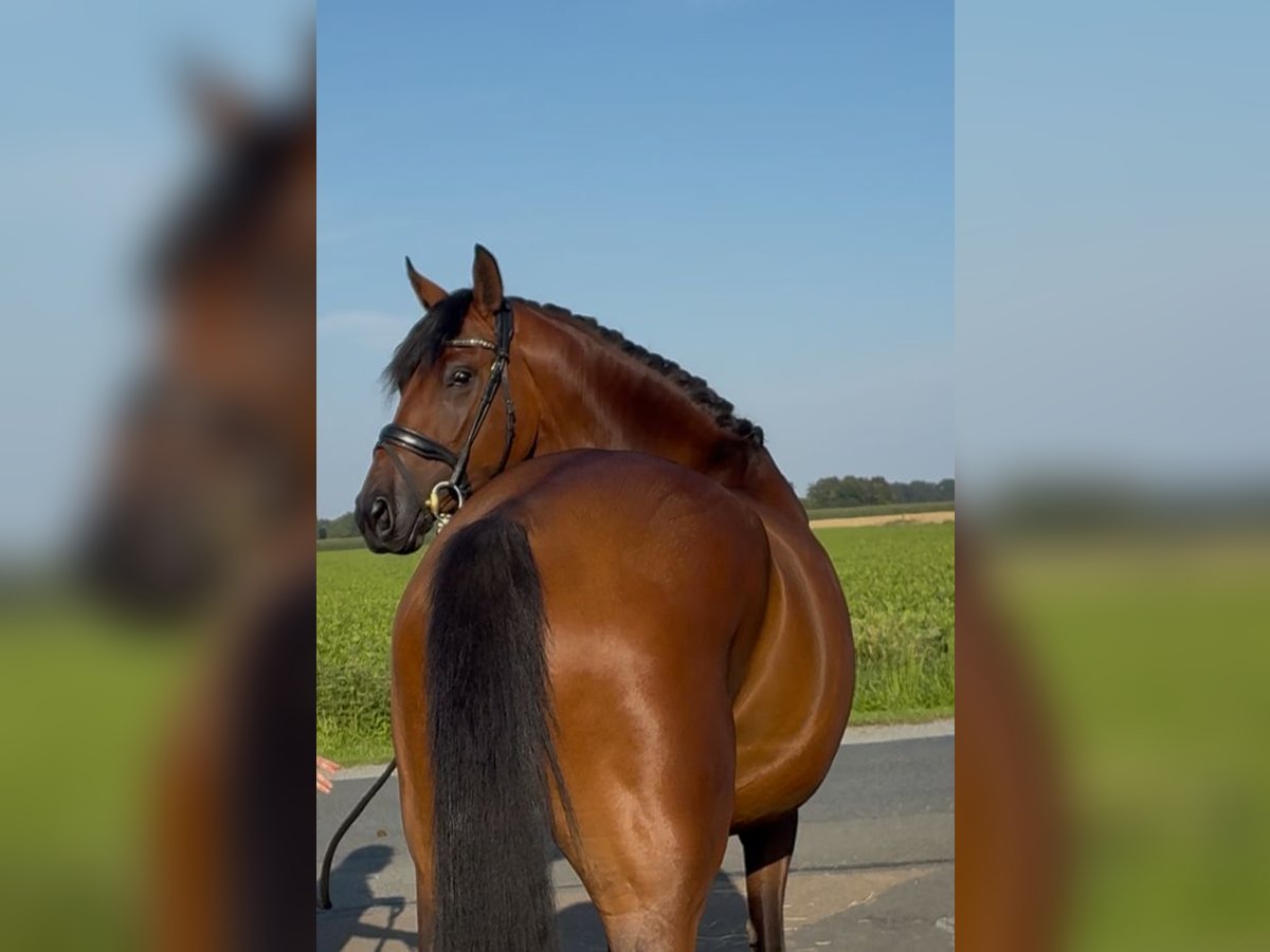 Oldenbourg Hongre 3 Ans 168 cm Bai in Syke