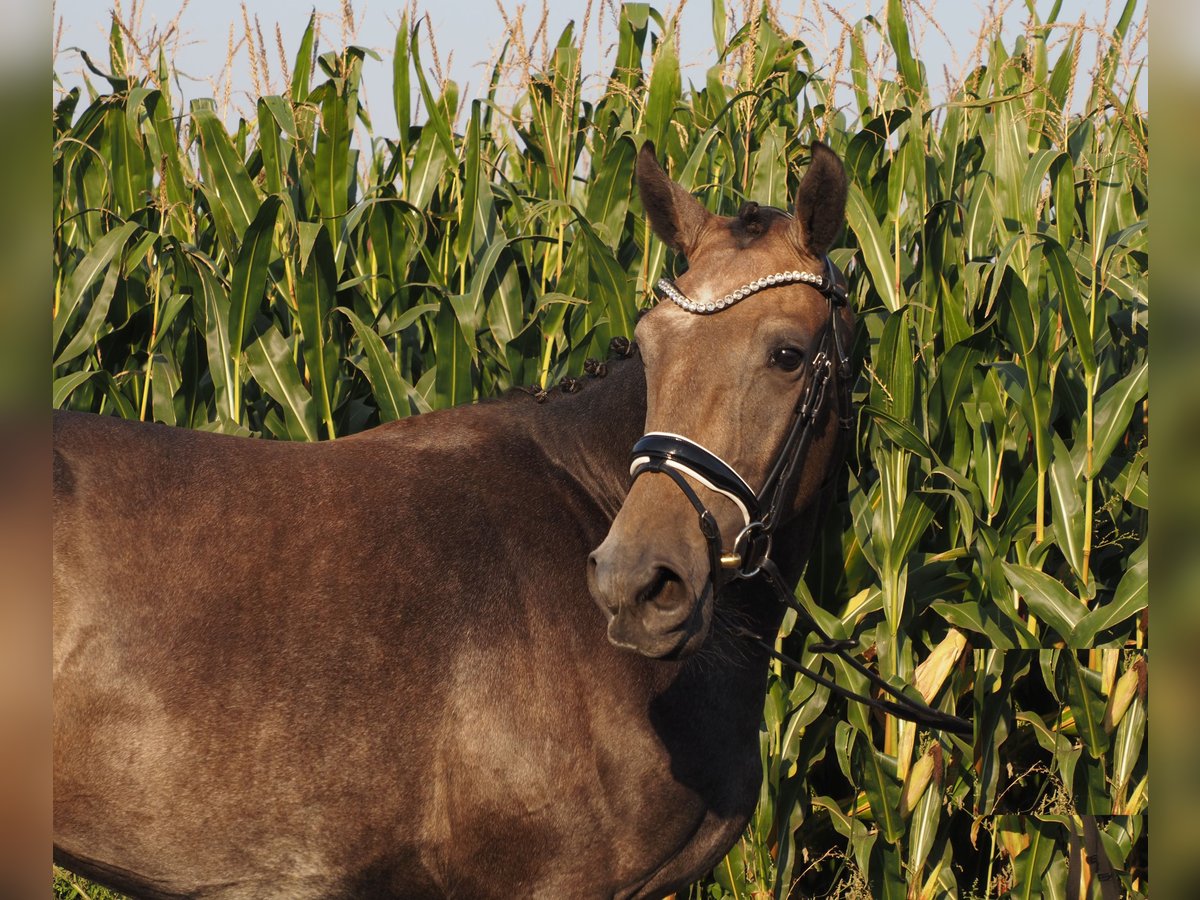 Oldenbourg Hongre 3 Ans 168 cm Gris (bai-dun) in Bramsche