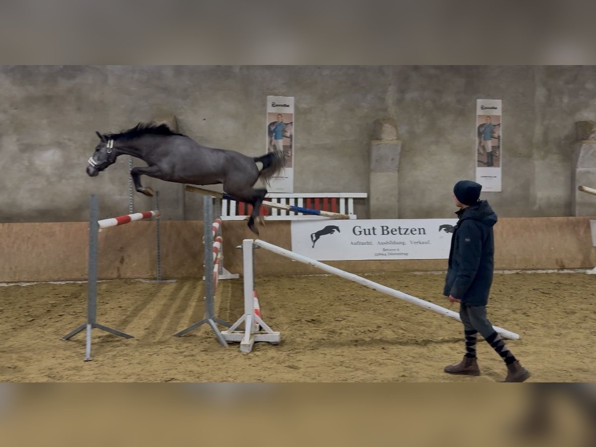 Oldenbourg Hongre 3 Ans 168 cm Gris in Emmerthal