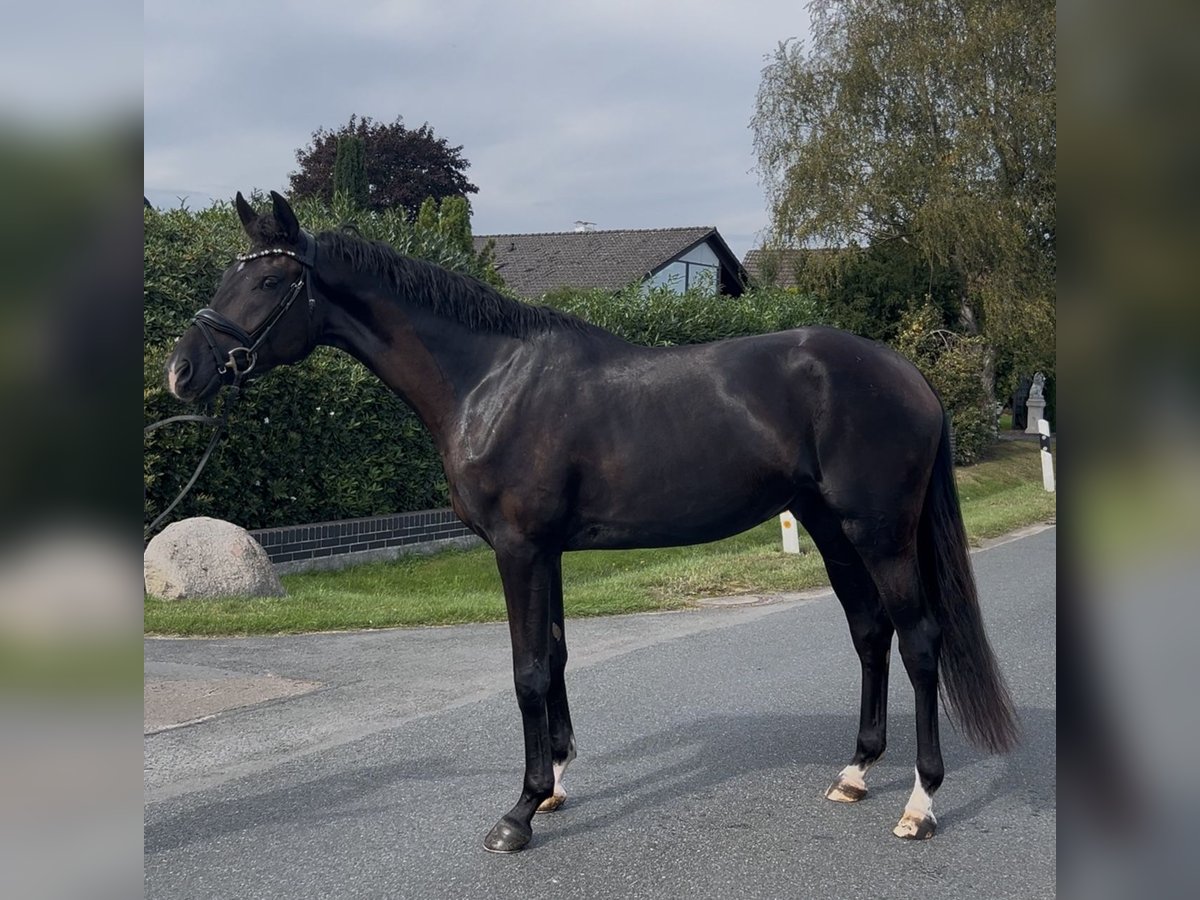 Oldenbourg Hongre 3 Ans 168 cm Noir in Syke