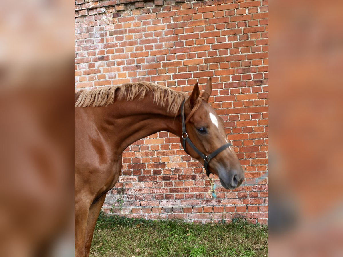 Oldenbourg Hongre 3 Ans 169 cm Alezan in Bassum