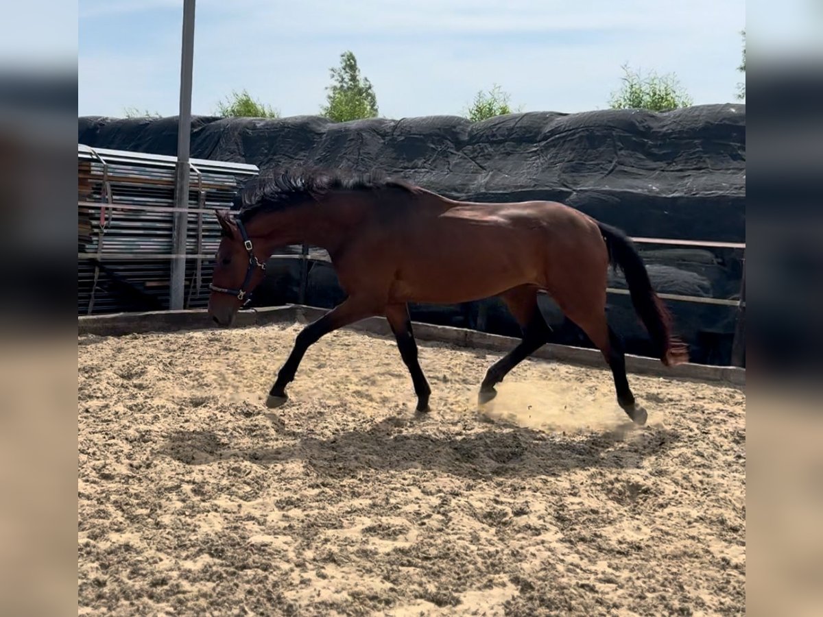 Oldenbourg Hongre 3 Ans 169 cm Bai brun in Woubrugge