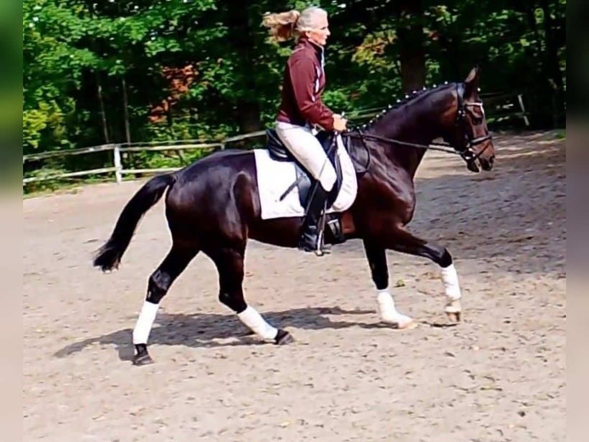 Oldenbourg Hongre 3 Ans 169 cm Bai brun foncé in Quakenbr&#xFC;ck