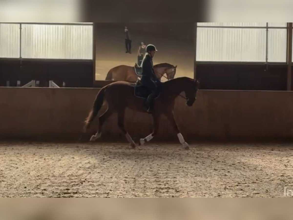 Oldenbourg Hongre 3 Ans 171 cm Alezan brûlé in Stephanskirchen