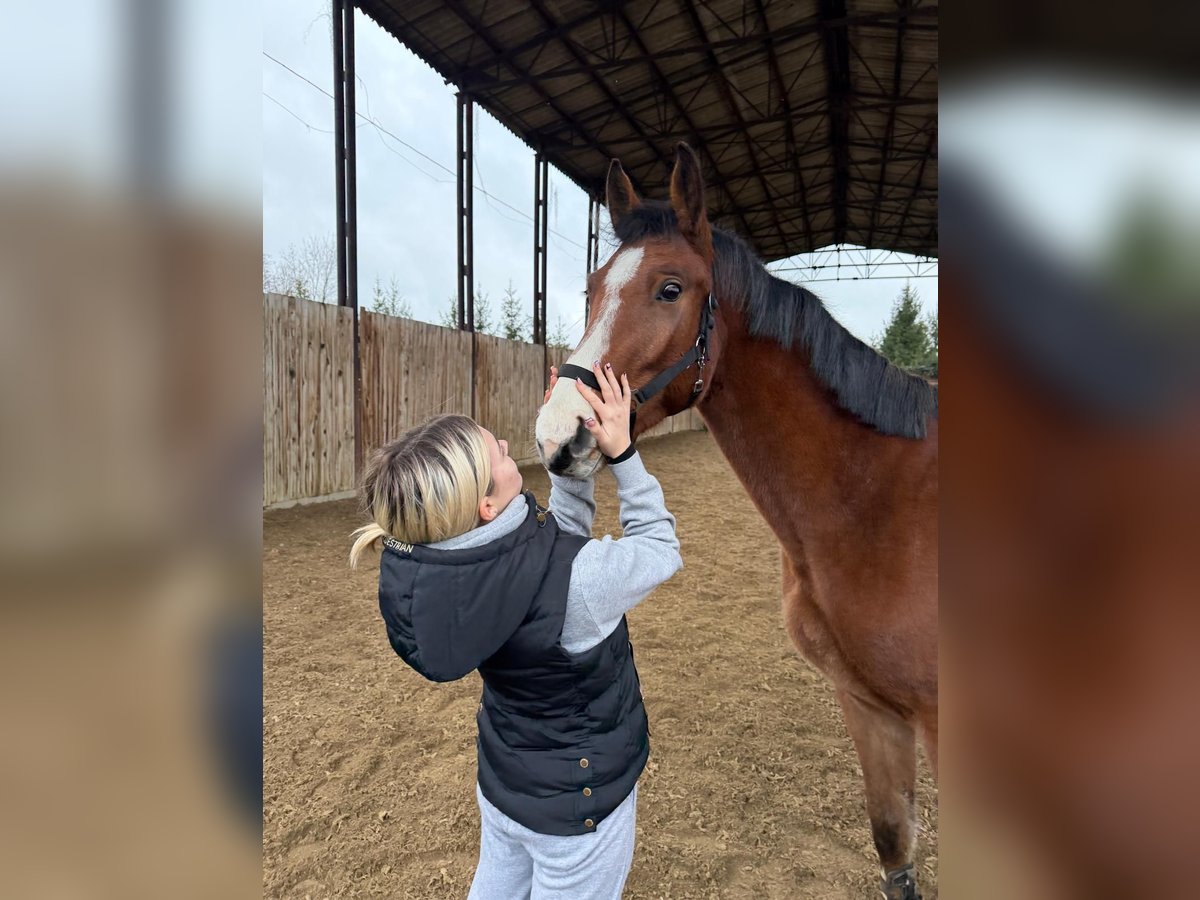 Oldenbourg Hongre 3 Ans Bai clair in &#x10C;ej&#x10D;