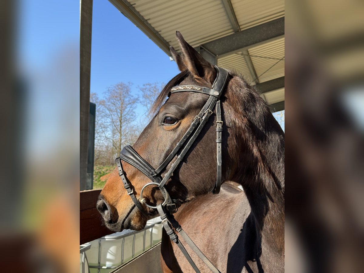 Oldenbourg Hongre 4 Ans 160 cm Bai in Groß-Umstadt