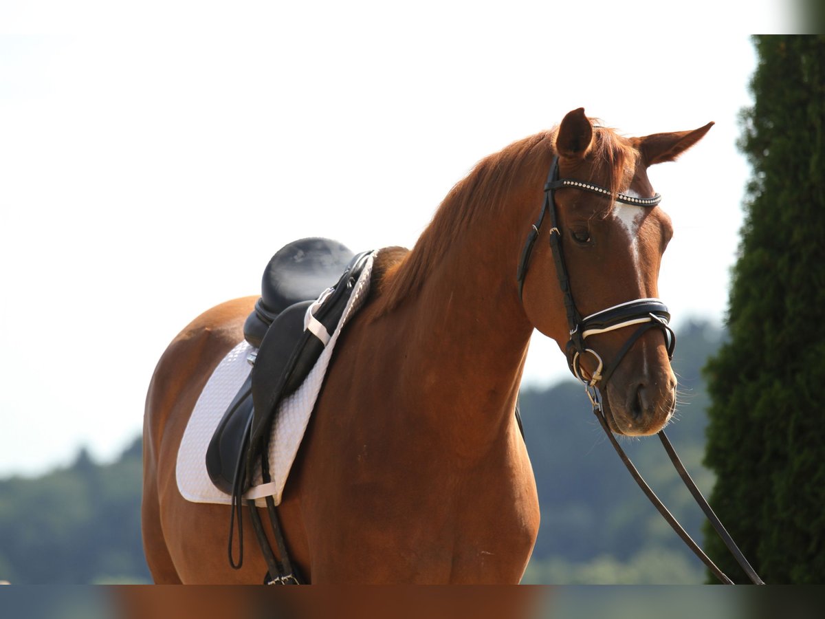 Oldenbourg Hongre 4 Ans 162 cm Alezan in St Marein bei Graz