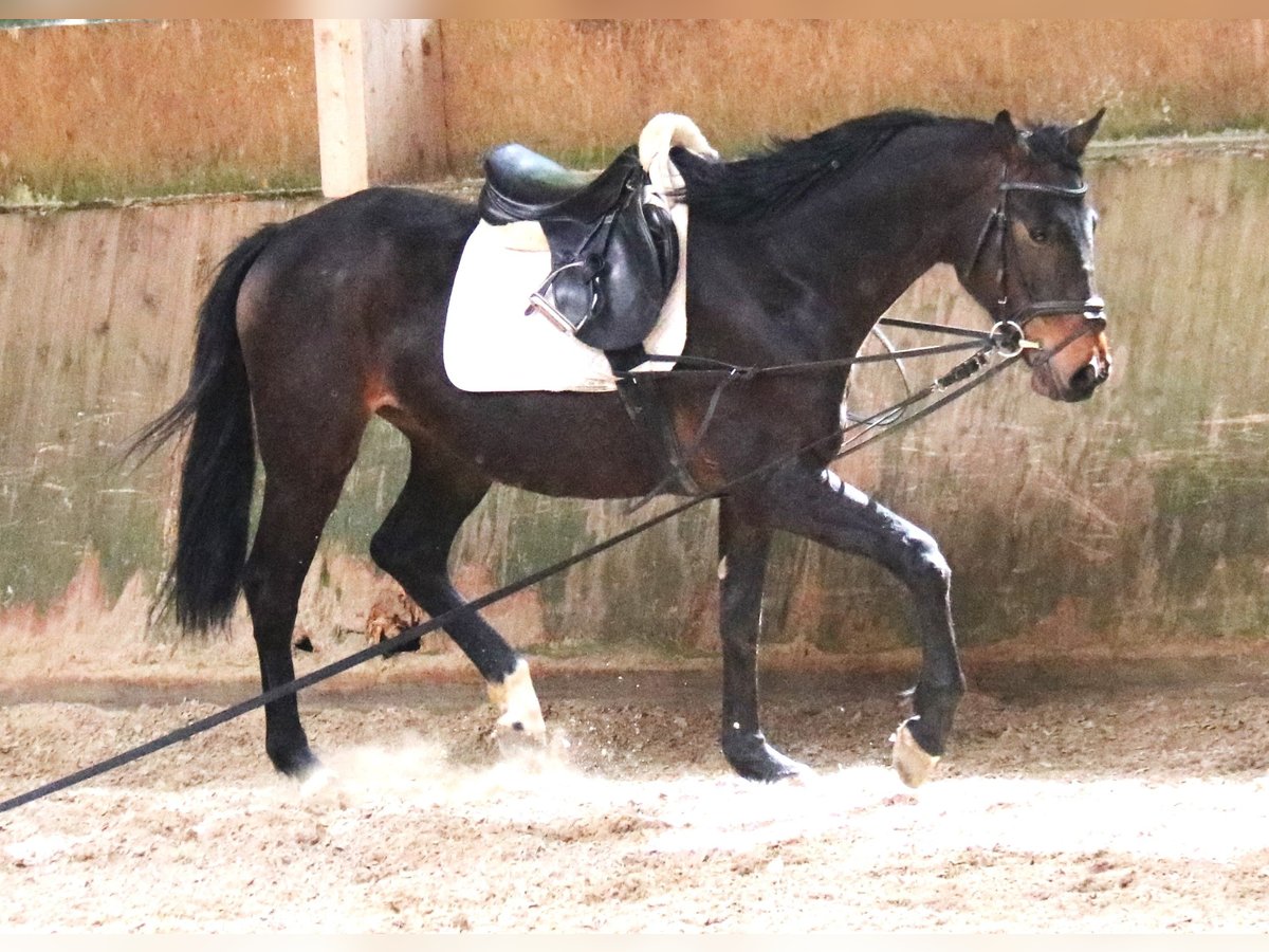 Oldenbourg Hongre 4 Ans 163 cm Bai brun in Haltern am See