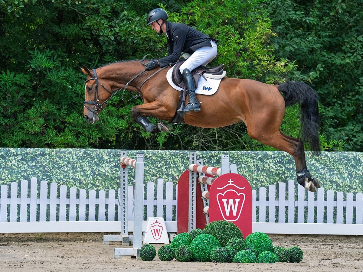 Oldenbourg Hongre 4 Ans 165 cm Bai in M&#xFC;nster