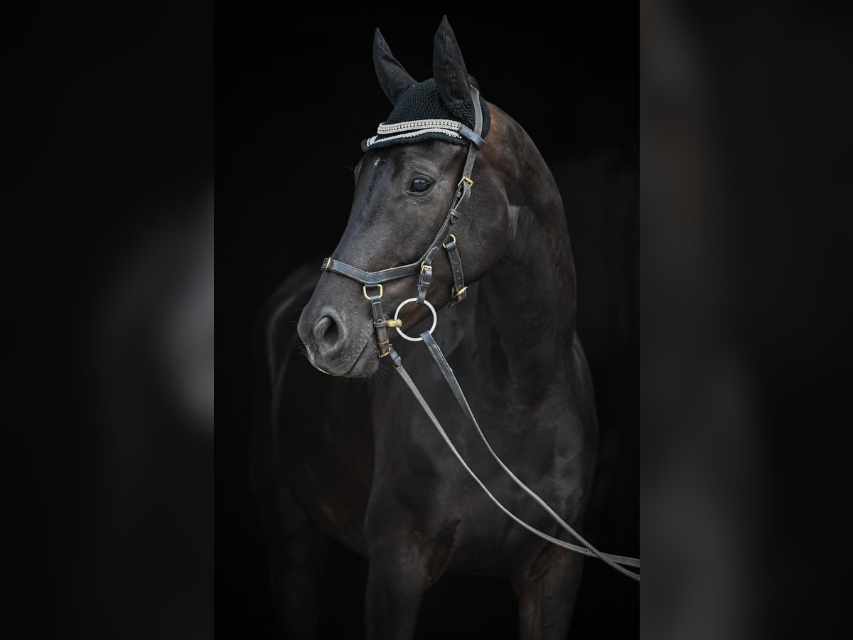Oldenbourg Hongre 4 Ans 165 cm Noir in Affoltern am Albis