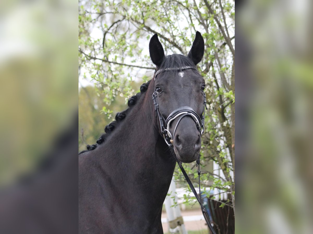 Oldenbourg Hongre 4 Ans 165 cm Noir in Gro&#xDF;-Zimmern