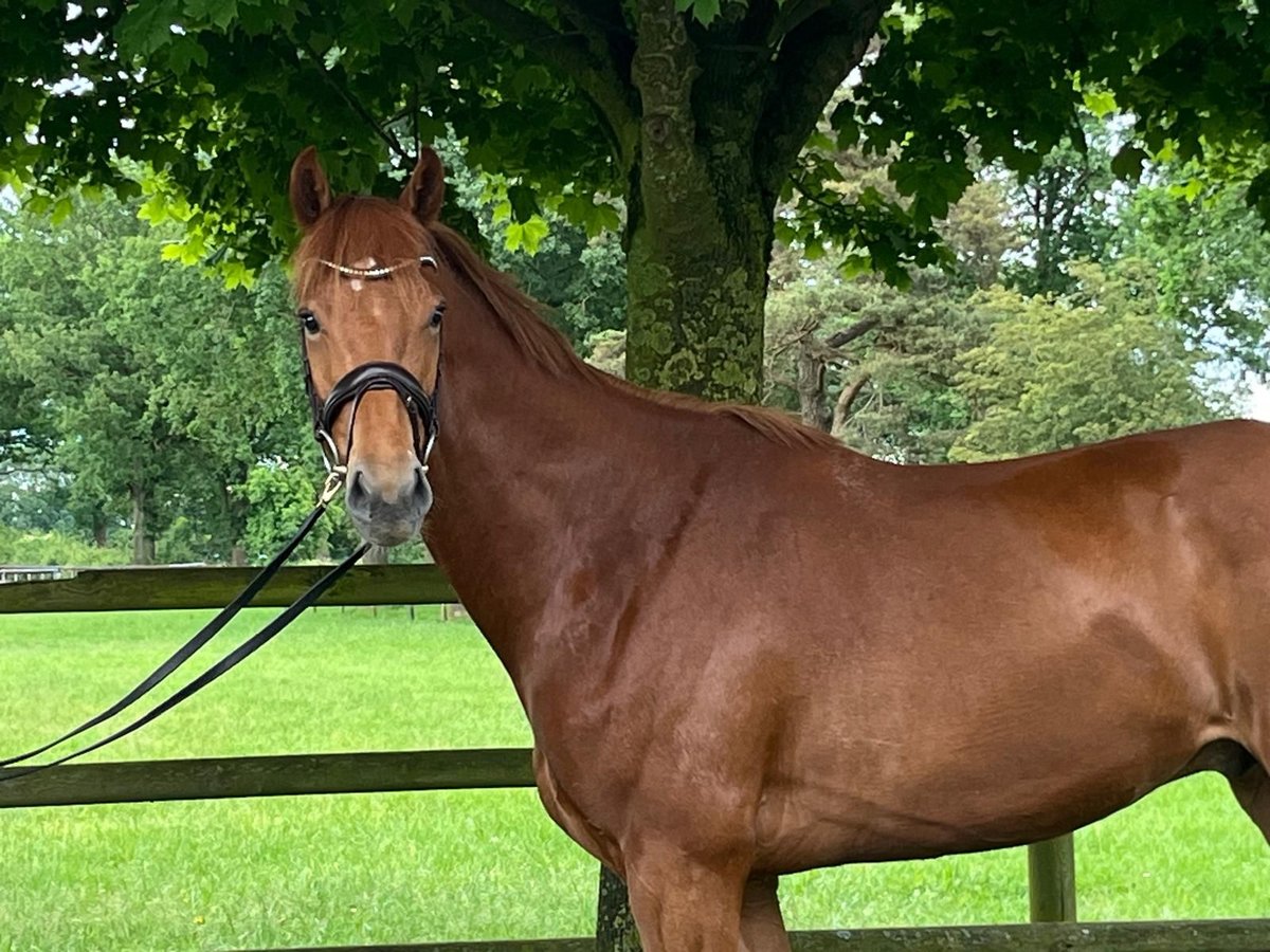 Oldenbourg Hongre 4 Ans 166 cm Alezan in Sankt Margarethen