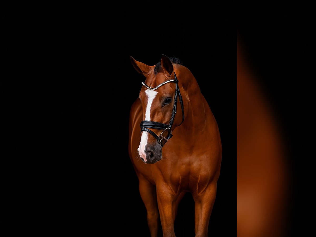 Oldenbourg Hongre 4 Ans 166 cm Bai in Neuenkirchen