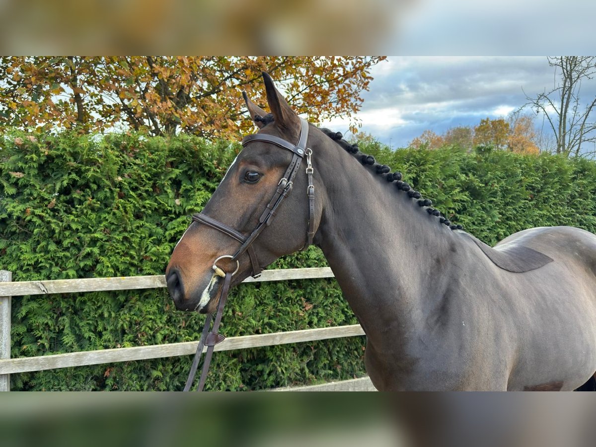 Oldenbourg Hongre 4 Ans 167 cm Bai in Lindern (Oldenburg)