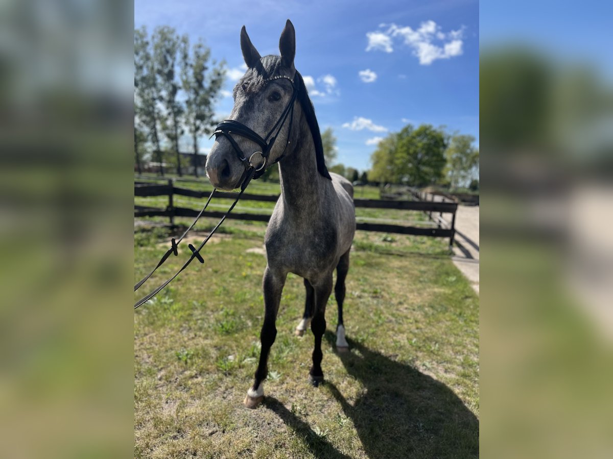 Oldenbourg Hongre 4 Ans 167 cm Gris pommelé in L&#xF6;wenberger Land
