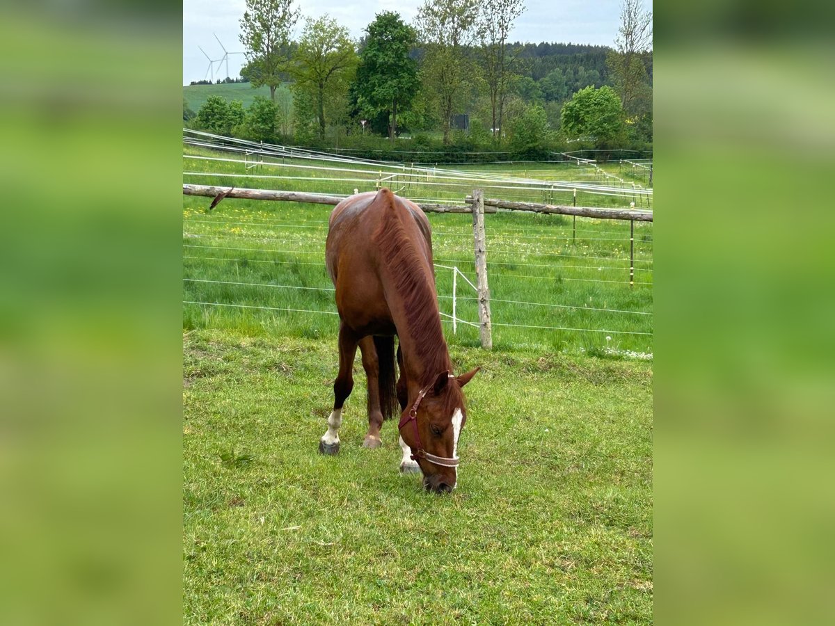 Oldenbourg Hongre 4 Ans 168 cm Alezan in Eurasburg