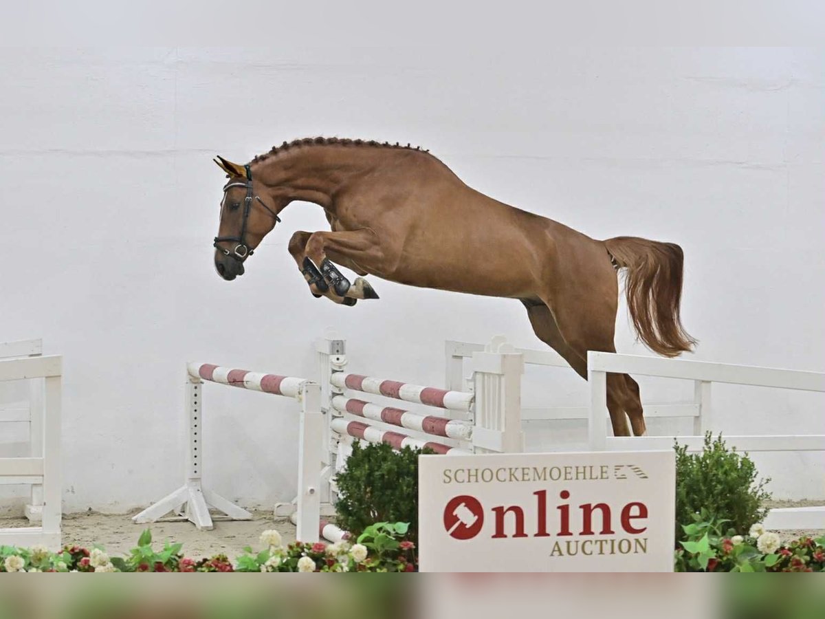 Oldenbourg Hongre 4 Ans 168 cm Alezan in G&#x141;UBCZYN