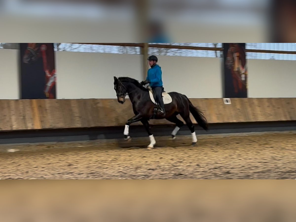 Oldenbourg Hongre 4 Ans 168 cm Bai brun in Herbstein