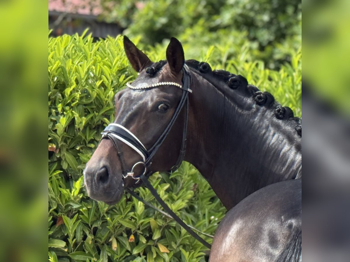 Oldenbourg Hongre 4 Ans 168 cm Bai brun in Visbeki