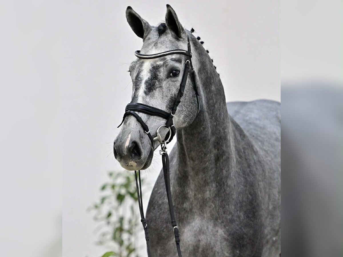 Oldenbourg Hongre 4 Ans 168 cm Gris in G&#x141;UBCZYN