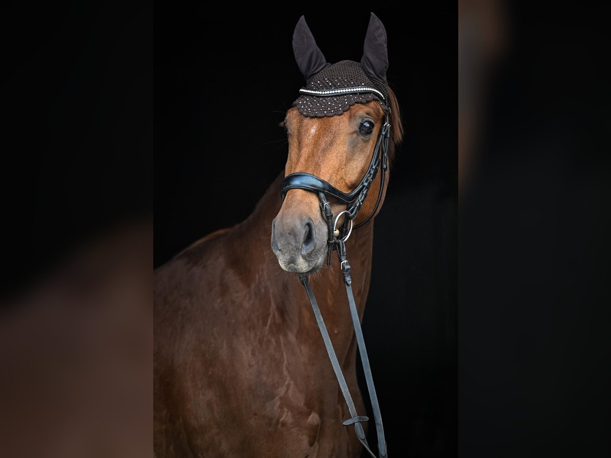 Oldenbourg Hongre 4 Ans 169 cm Alezan in Affoltern am Albis