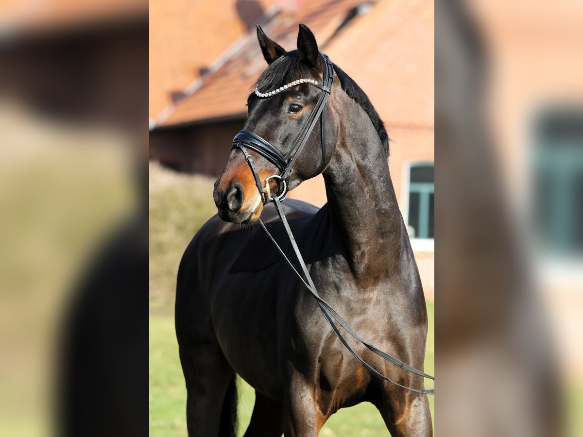 Oldenbourg Hongre 4 Ans 169 cm Bai in Rehburg-Loccum M&#xFC;nchehagen