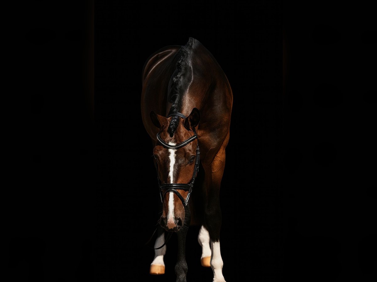 Oldenbourg Hongre 4 Ans 169 cm Bai in Vechta