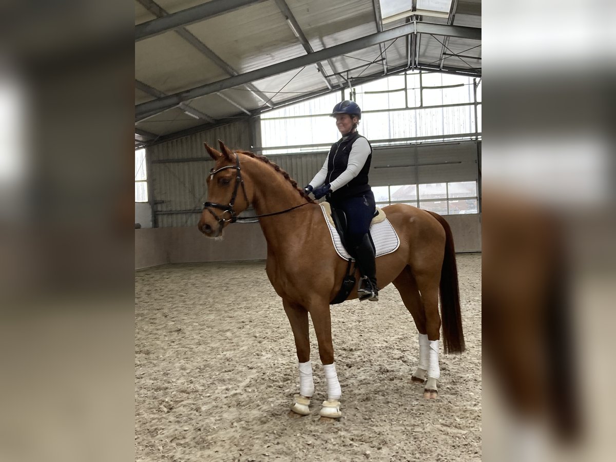 Oldenbourg Hongre 4 Ans 170 cm Alezan in Esterwegen