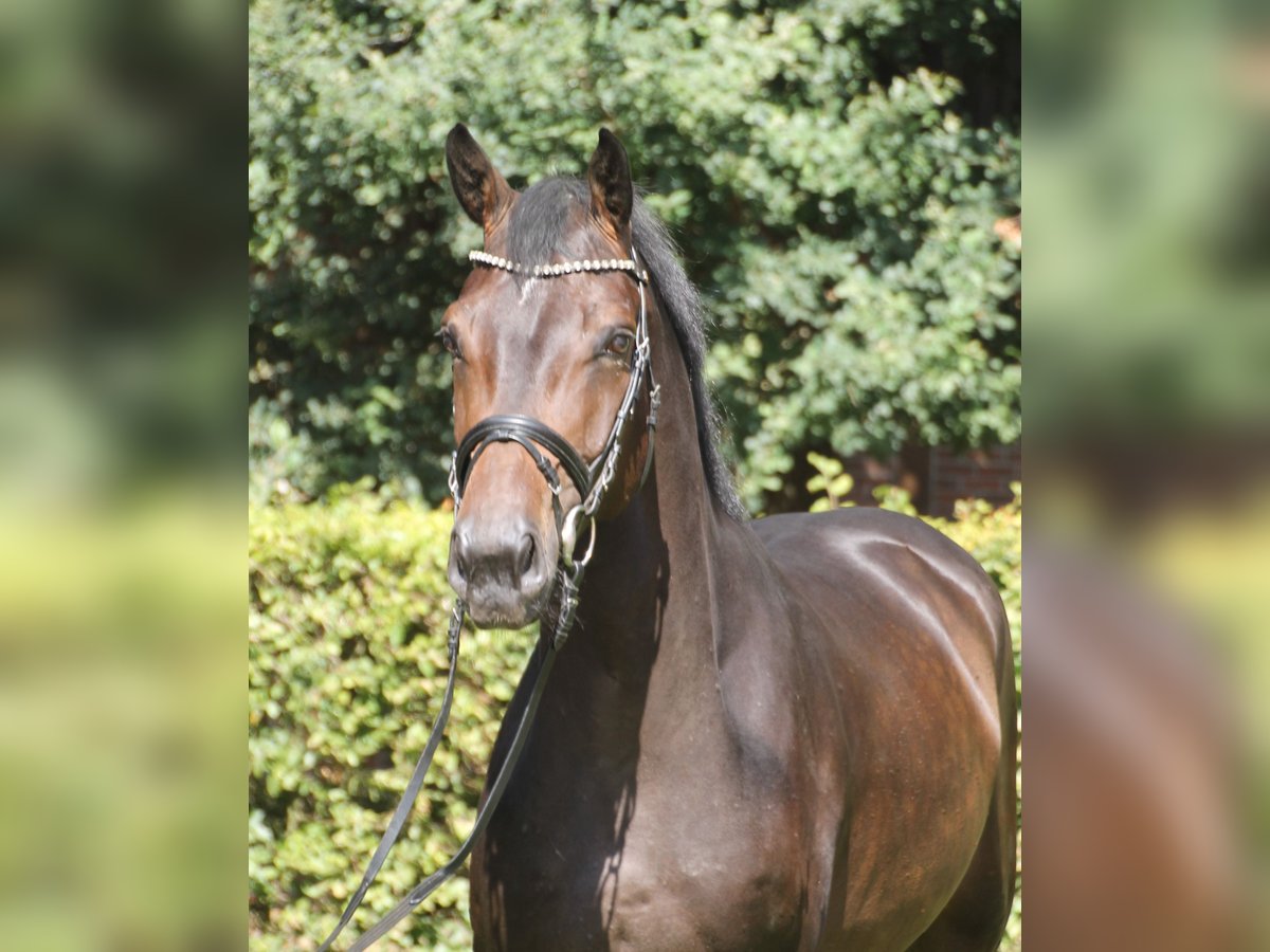 Oldenbourg Hongre 4 Ans 170 cm Bai brun in Bakum