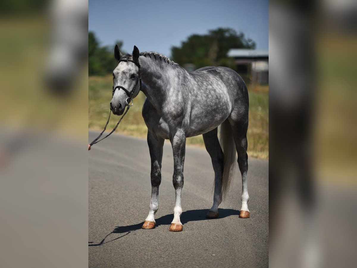 Oldenbourg Hongre 4 Ans 170 cm Gris in Bekesszentandras