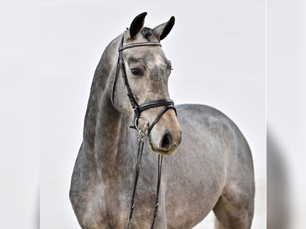 Oldenbourg Hongre 4 Ans 170 cm Gris in GŁUBCZYN