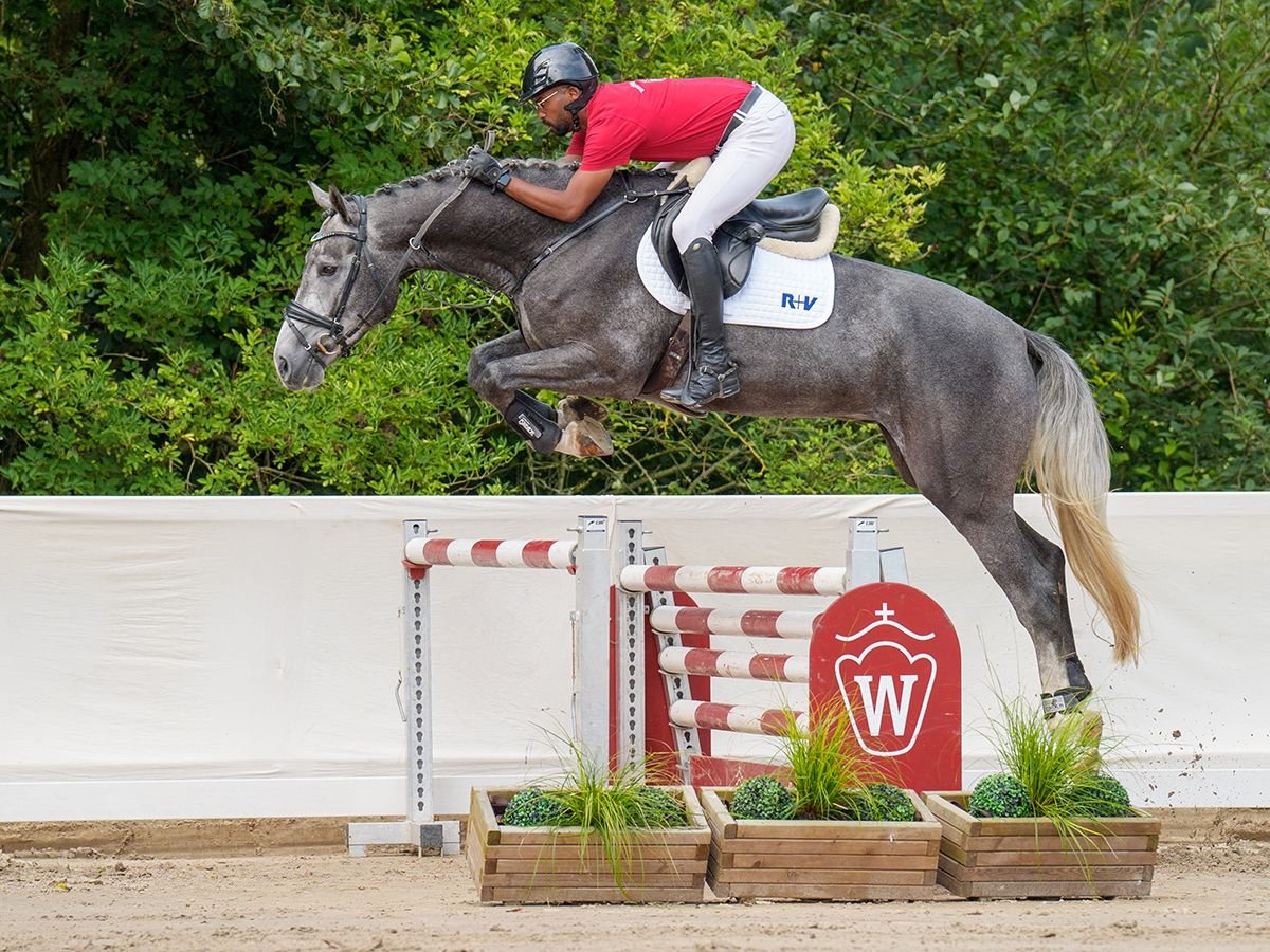 Oldenbourg Hongre 4 Ans 170 cm Gris in Münster