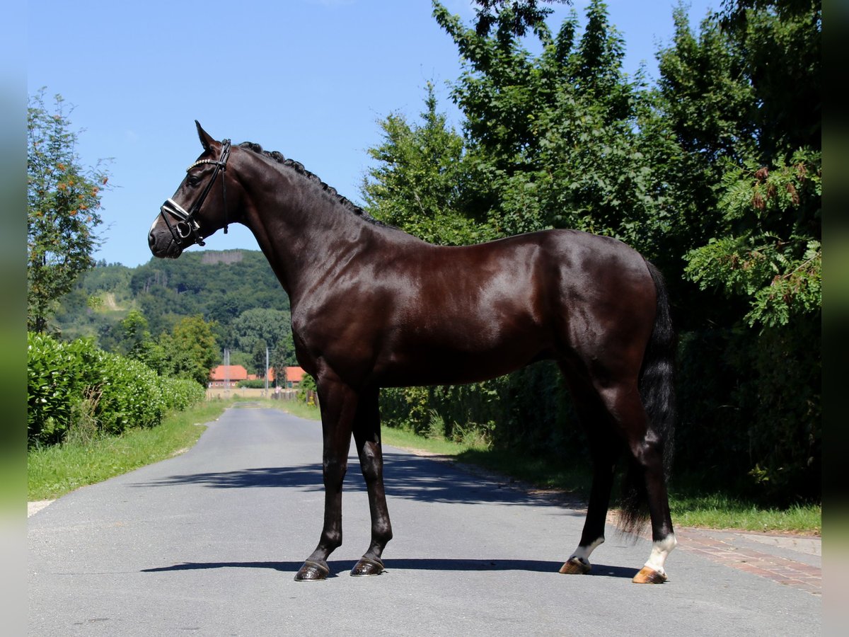 Oldenbourg Hongre 4 Ans 170 cm Noir in Lienen